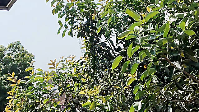 Babhu ki chudai